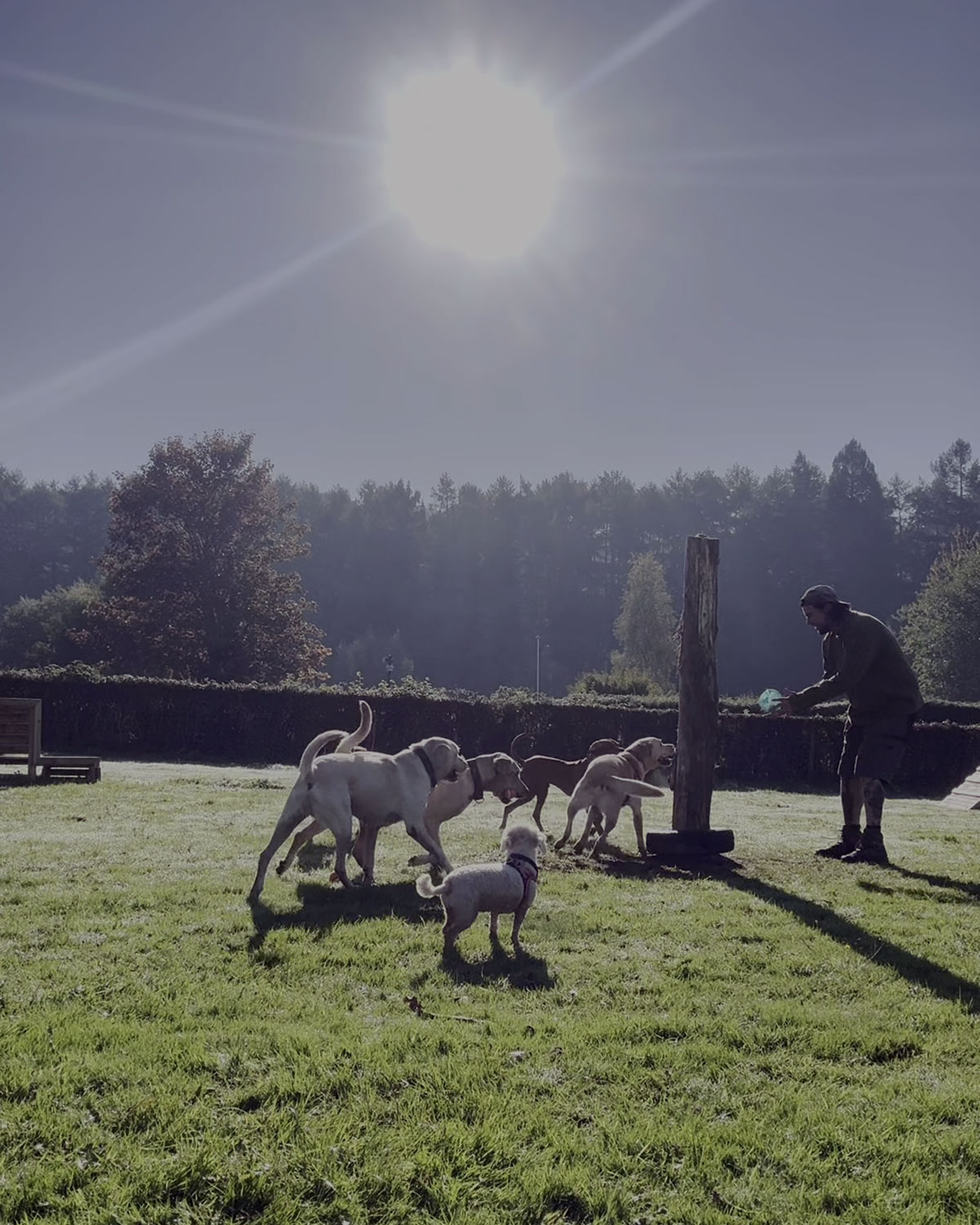 Thumbnail image linking to The Dogfather Abergavenny Forest School video, showing dogs and trainer at the forest school.