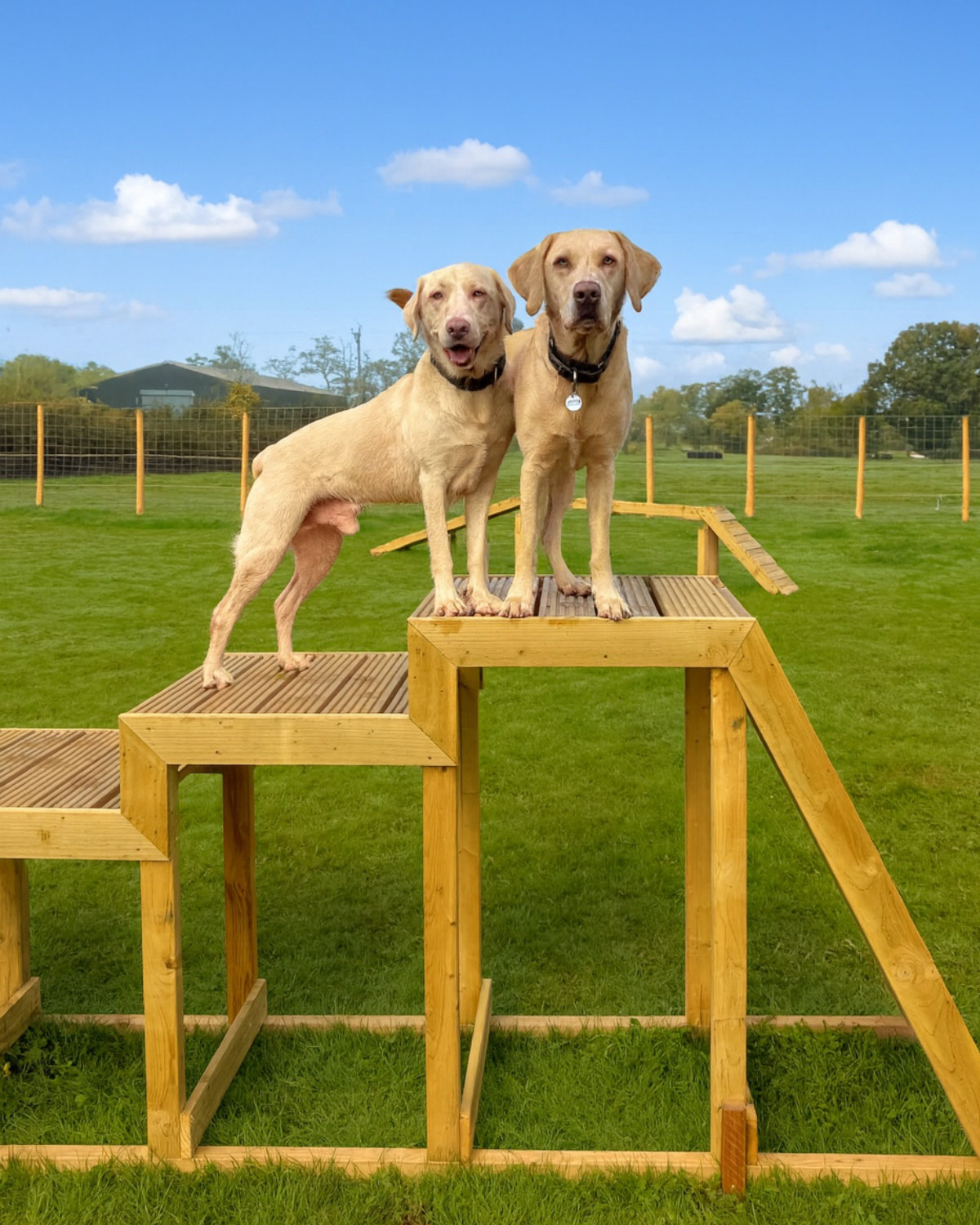 Two Labrador dogs standing proudly on a wooden training platform at The Dogfather Forest School.